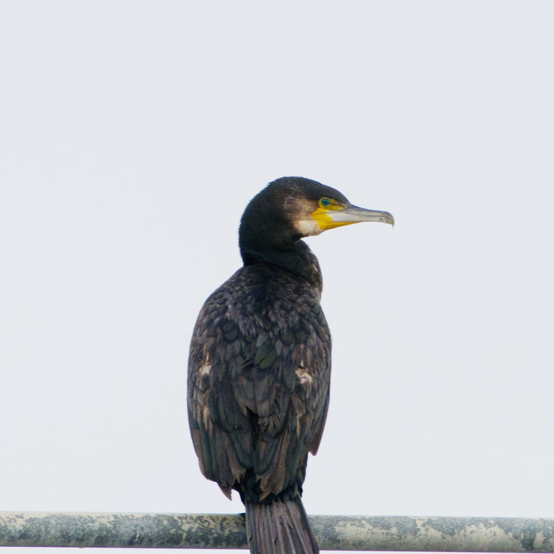 Great Cormorant (Australasian) - ML620094803