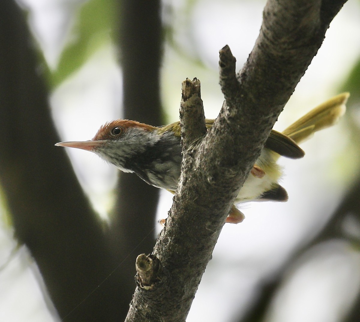 Dunkelkehl-Schneidervogel - ML620094832