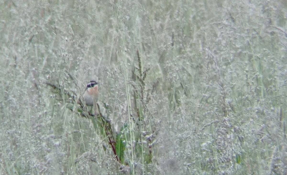 Whinchat - ML620094833