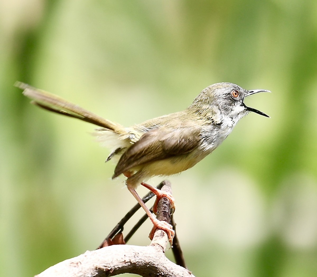 Yellow-bellied Prinia - ML620094836