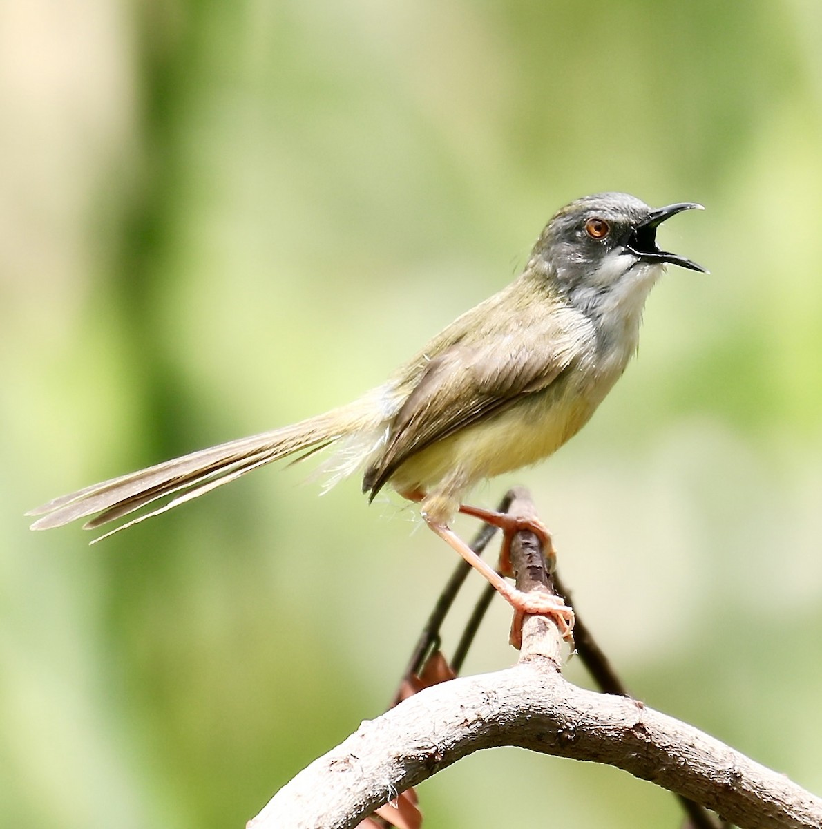 gulbukprinia - ML620094837