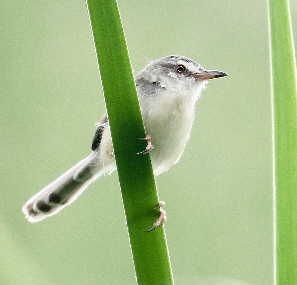 Plain Prinia - ML620094838