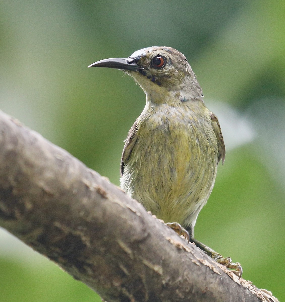 Brown-throated Sunbird - ML620094839