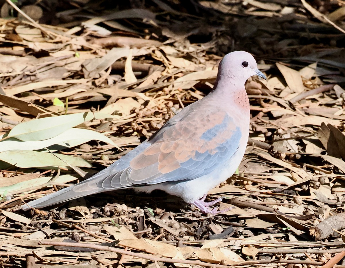 Laughing Dove - ML620094857