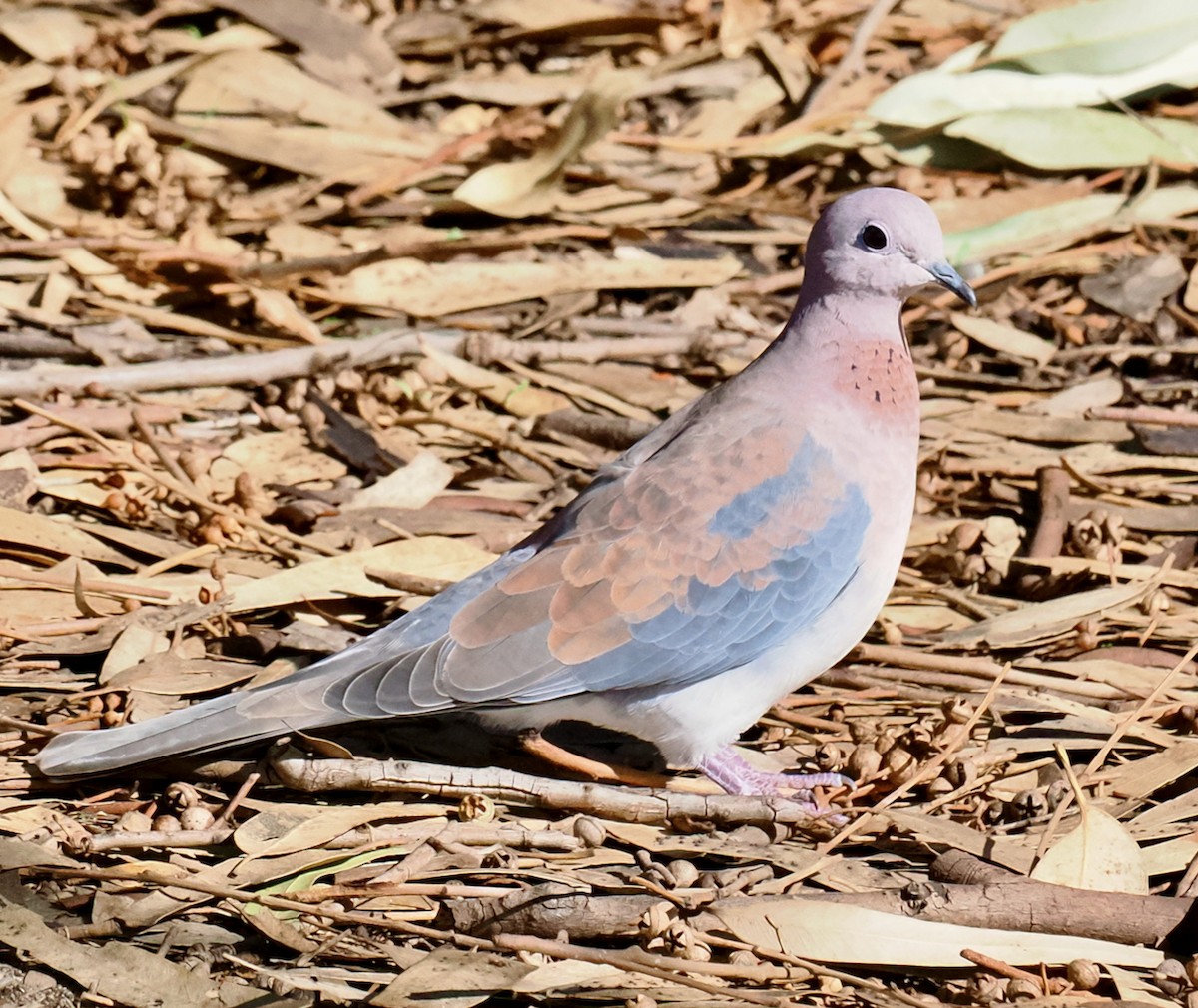 Laughing Dove - ML620094858
