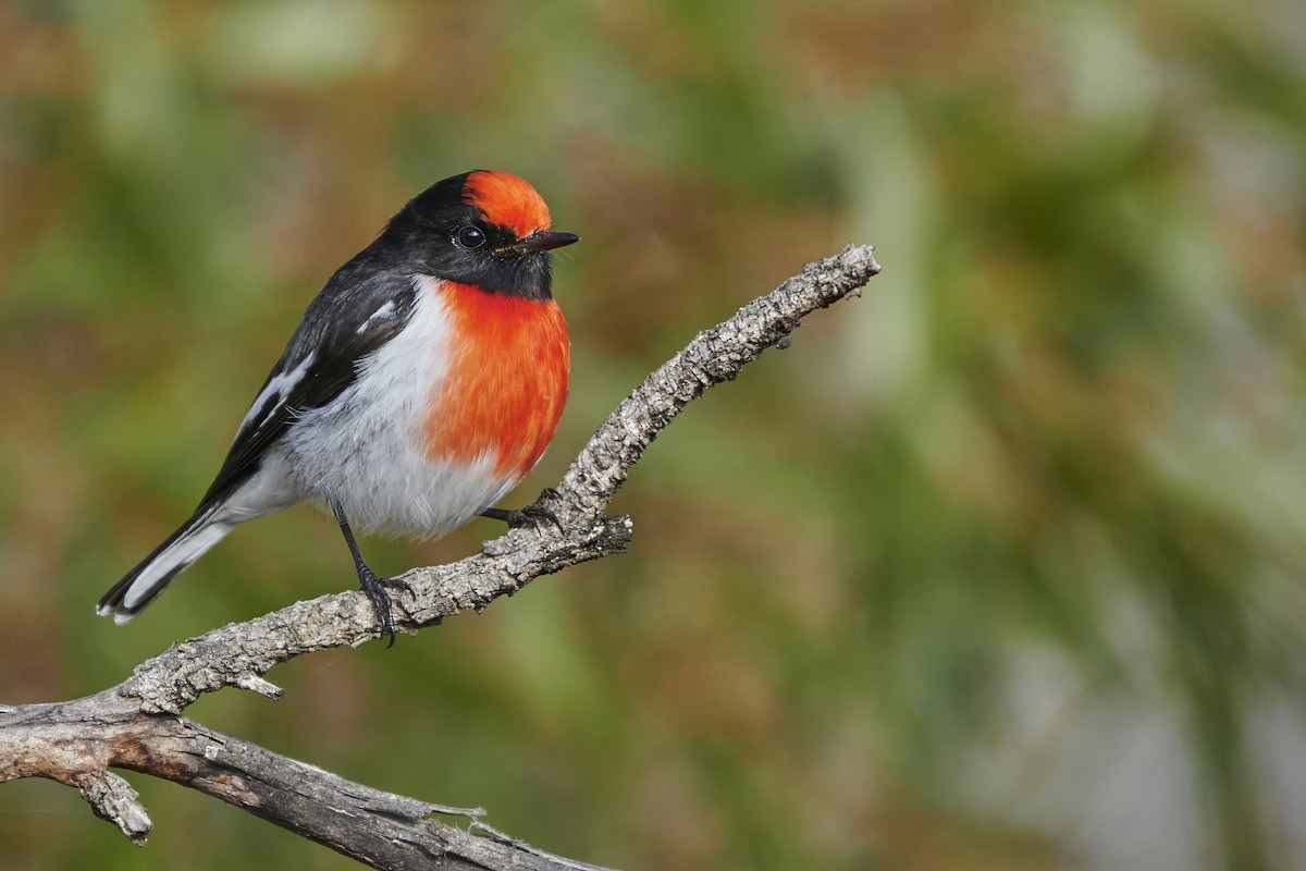 Red-capped Robin - ML620094875
