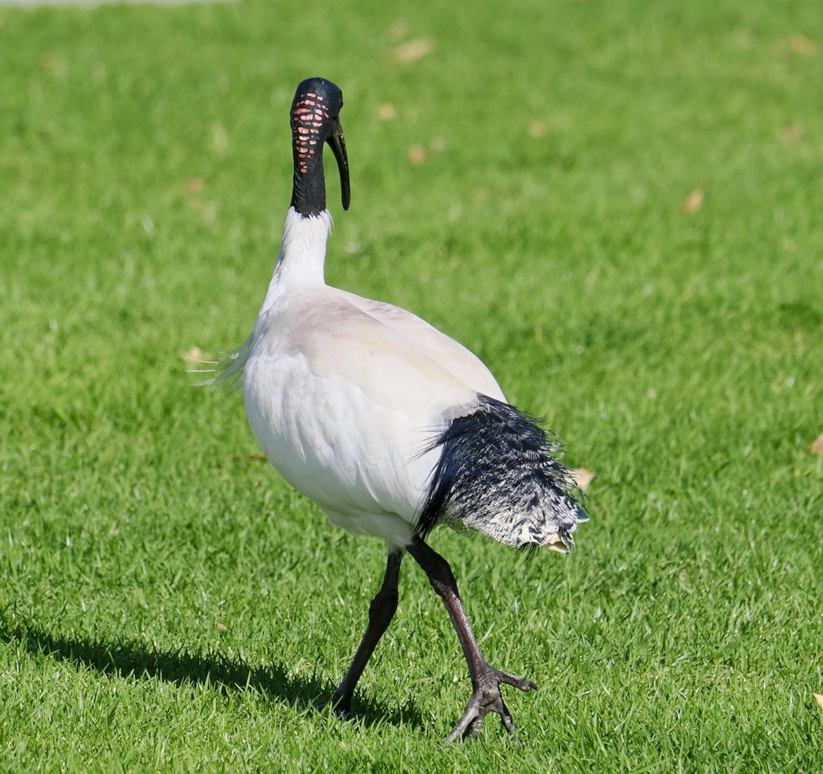 ibis australský - ML620094899