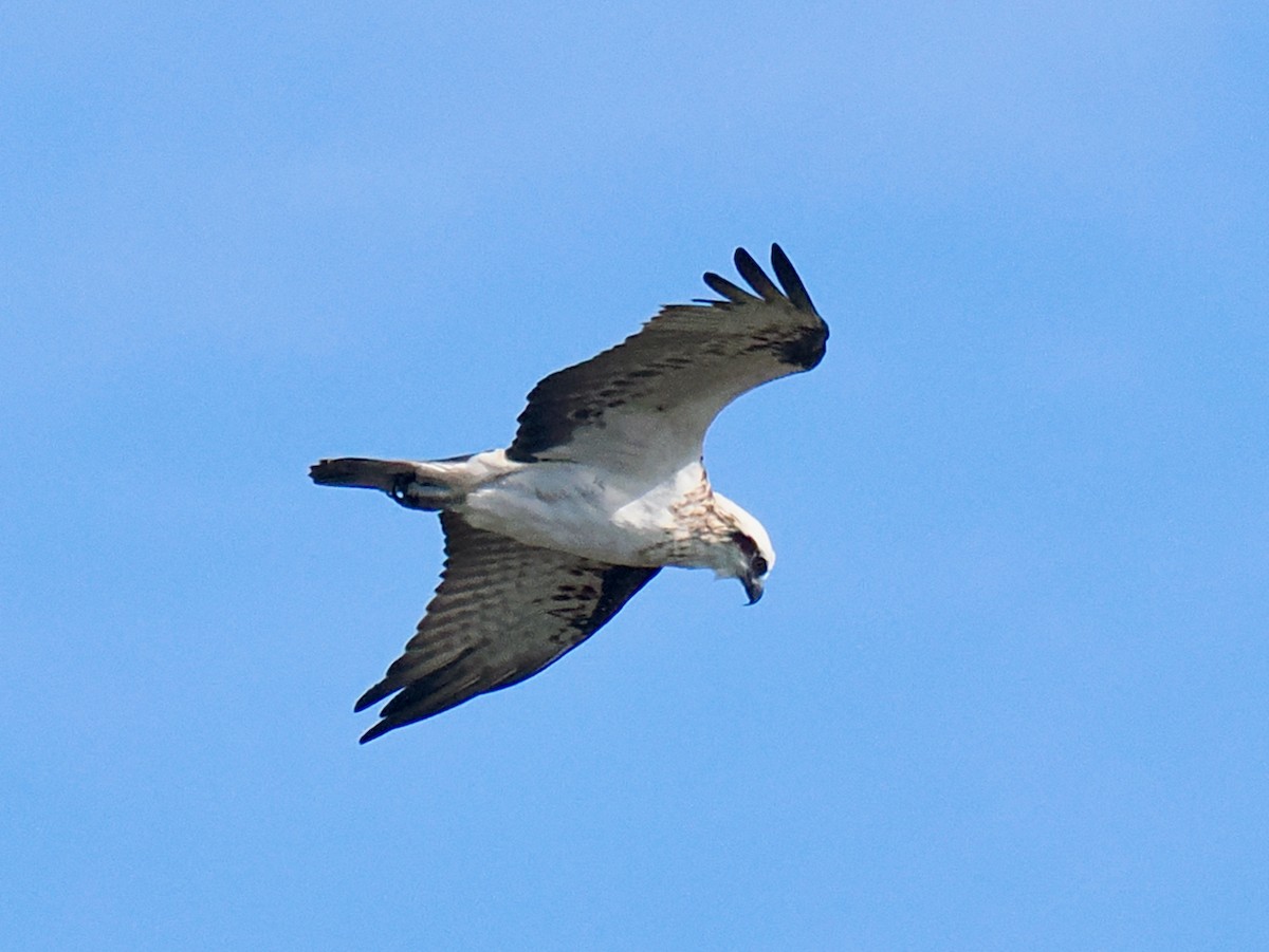 Águila Pescadora (Australia) - ML620094902