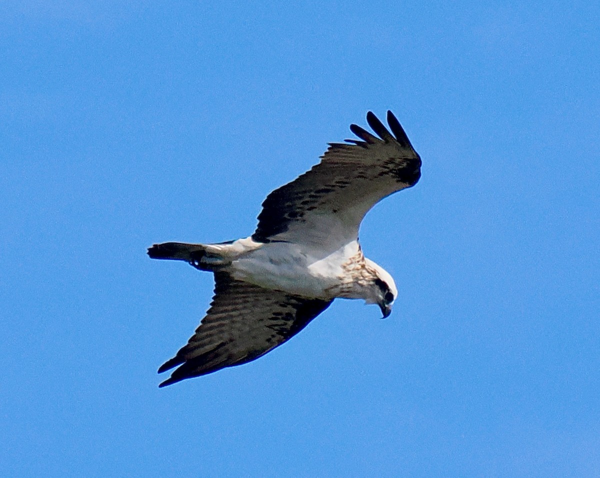 Águila Pescadora (Australia) - ML620094903