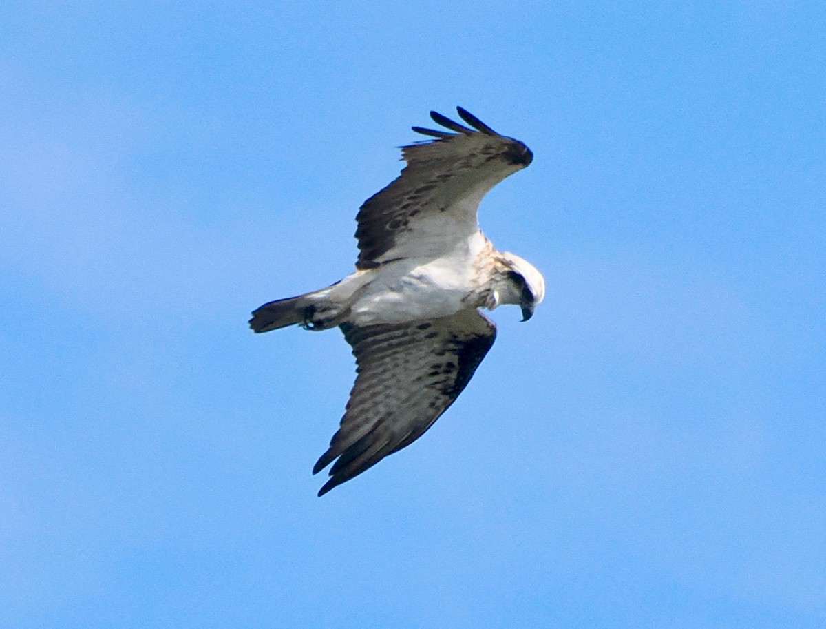 Águila Pescadora (Australia) - ML620094904