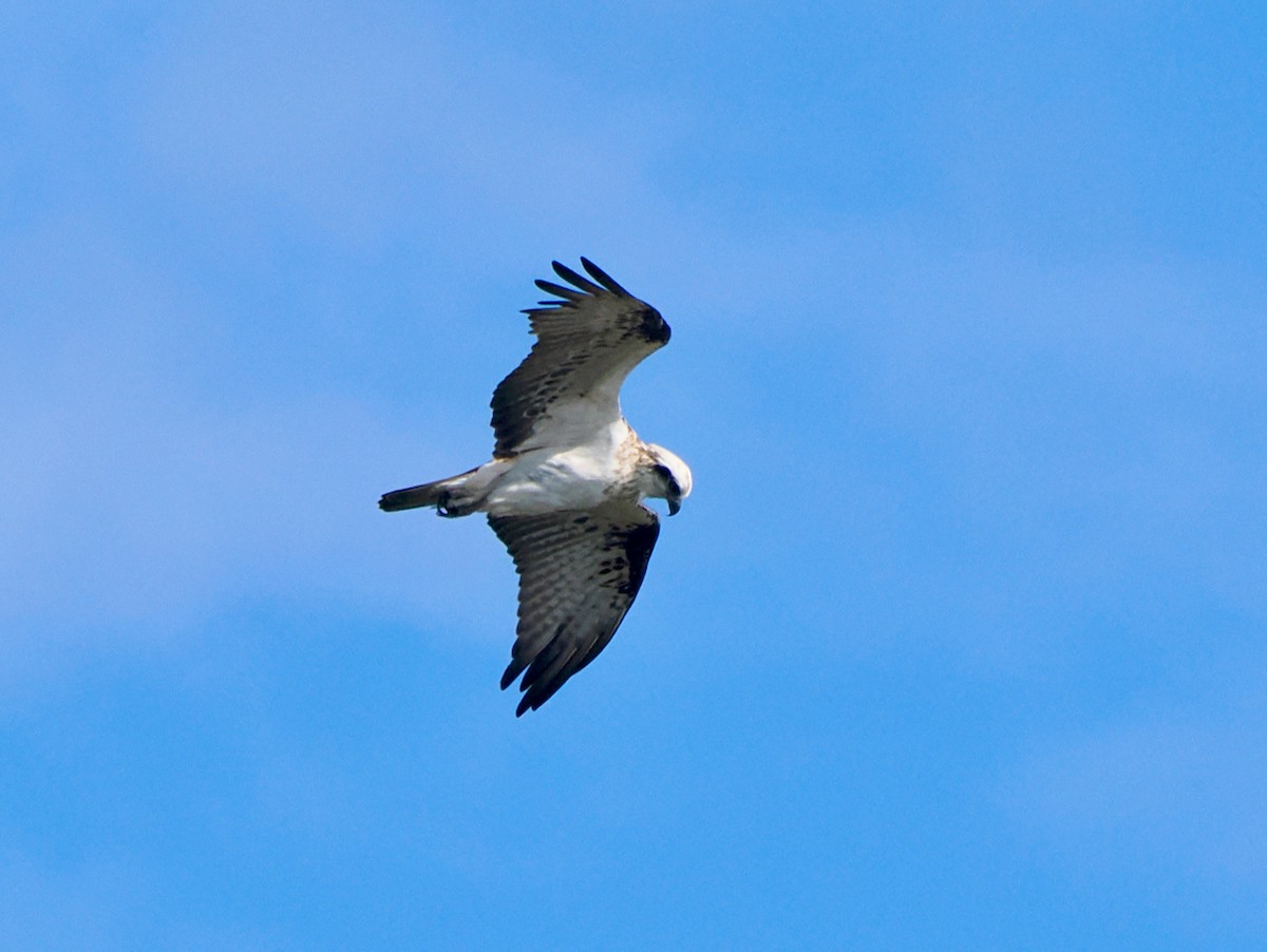 Águila Pescadora (Australia) - ML620094905