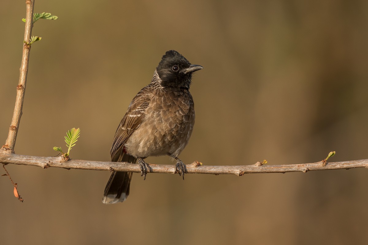 Red-vented Bulbul - ML620094914