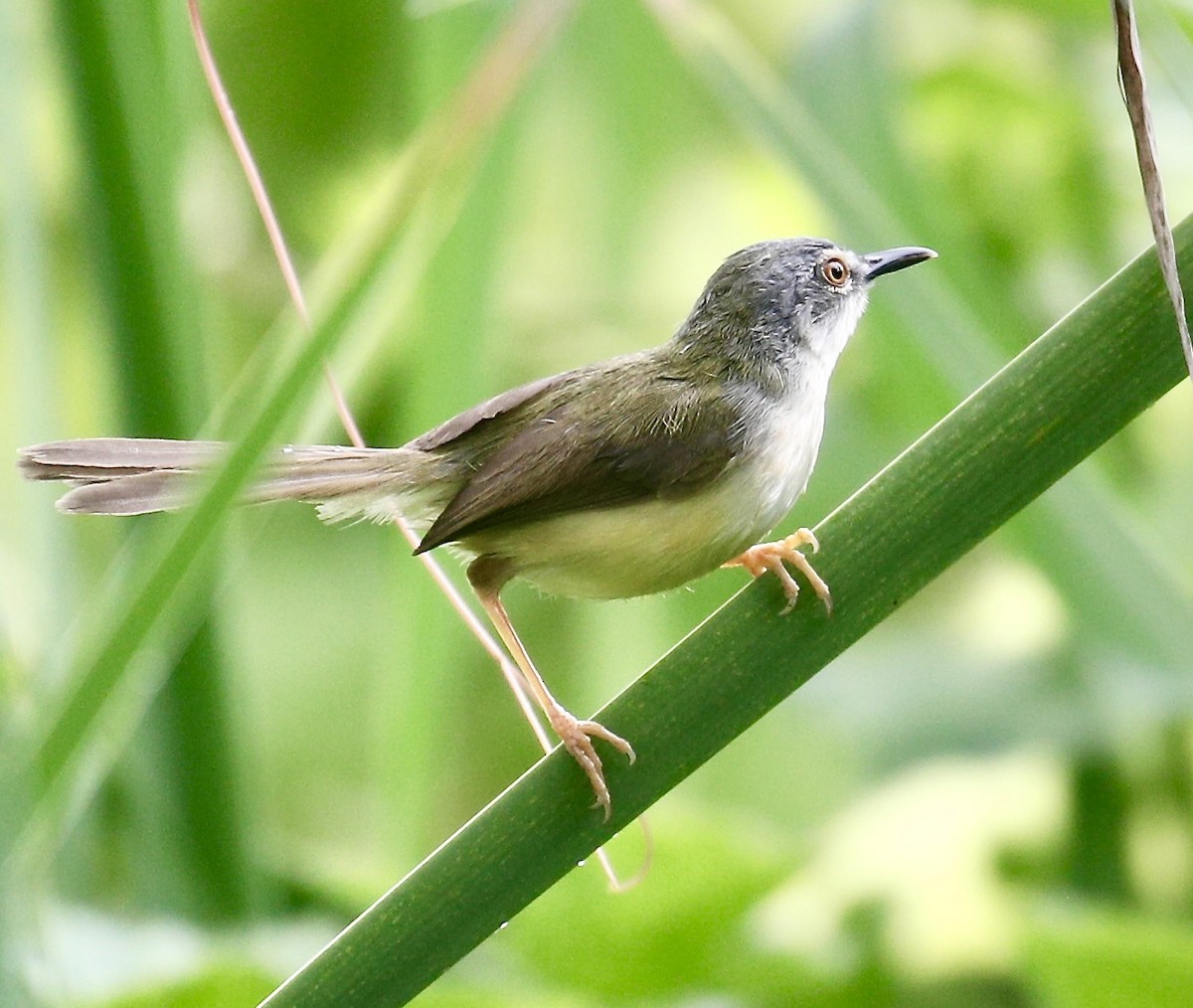 Yellow-bellied Prinia - ML620094915