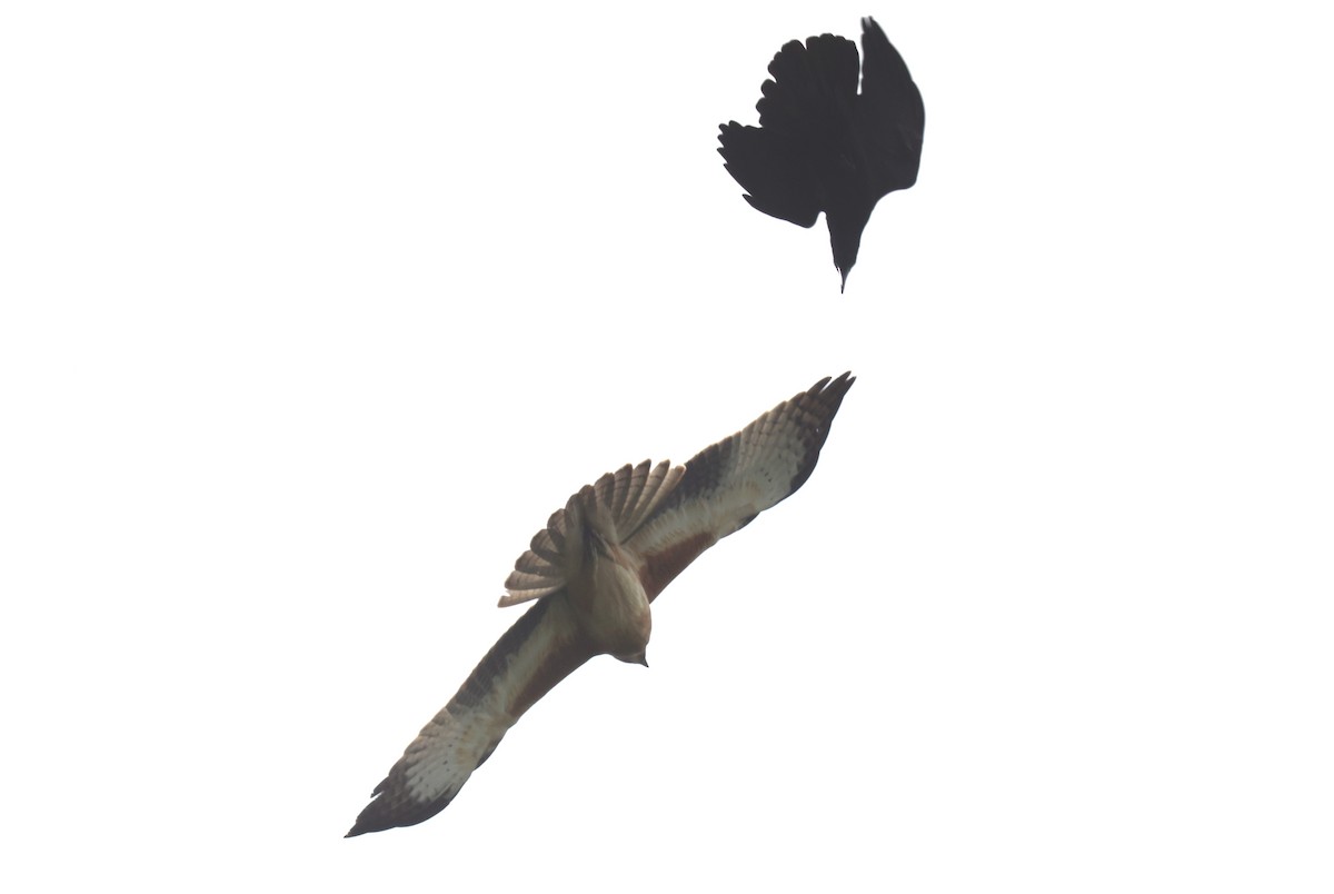 Австралийский орёл-карлик - ML620094930