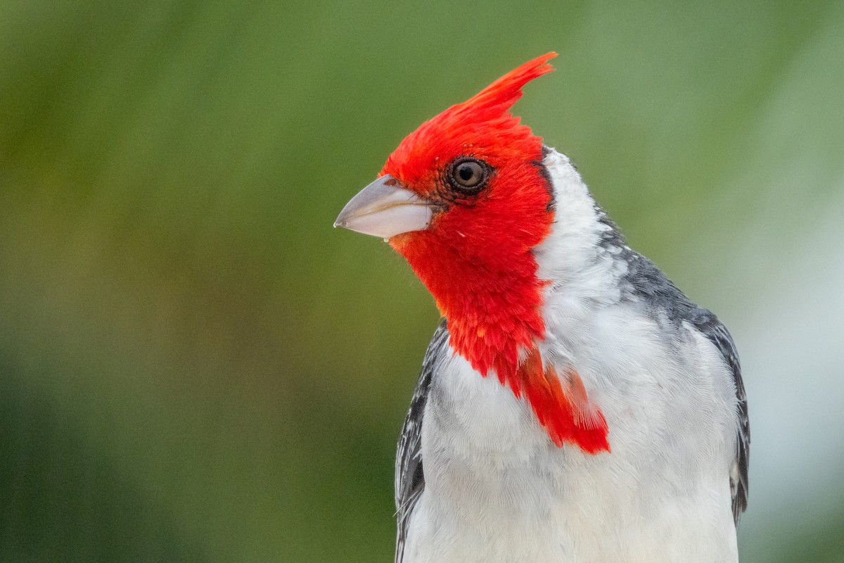 Red-crested Cardinal - ML620094932