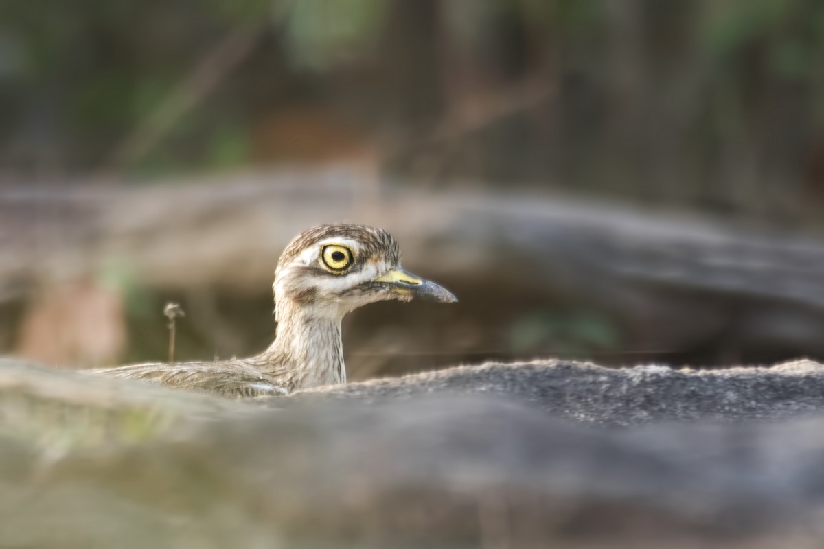 Indian Thick-knee - ML620094940