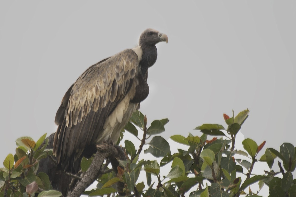 Indian Vulture - ML620094945