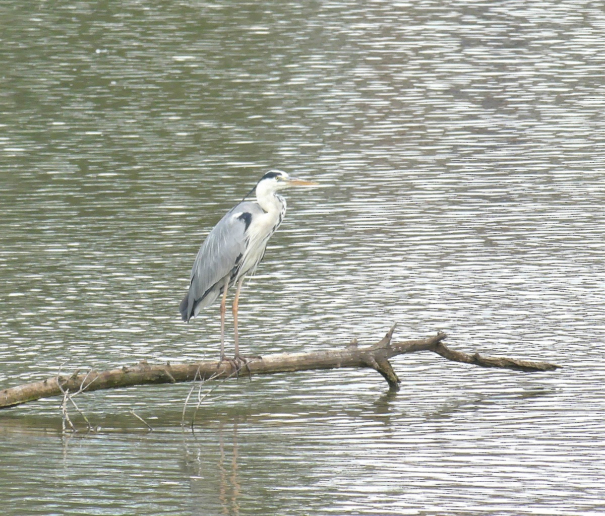 Gray Heron - ML620094969