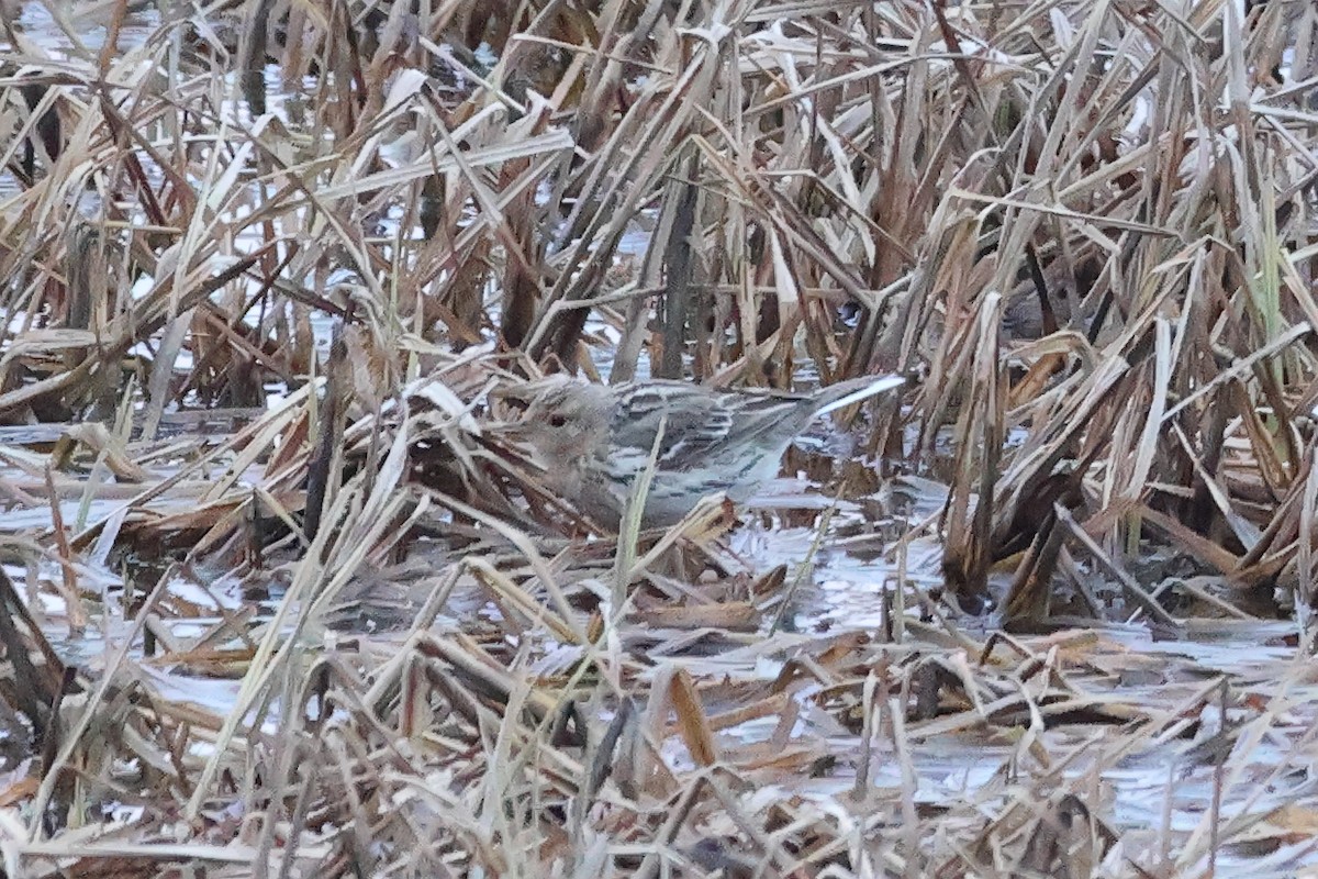 Red-throated Pipit - ML620094974