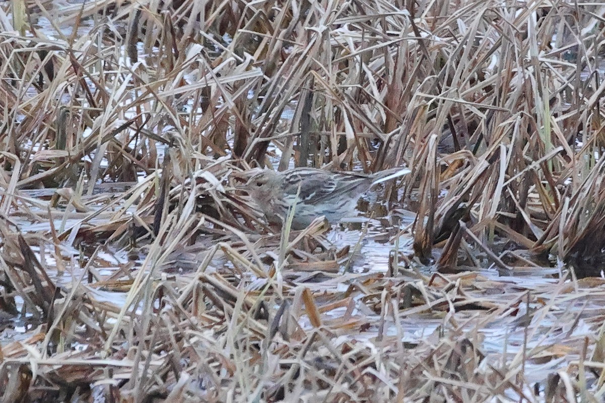 Red-throated Pipit - ML620094976