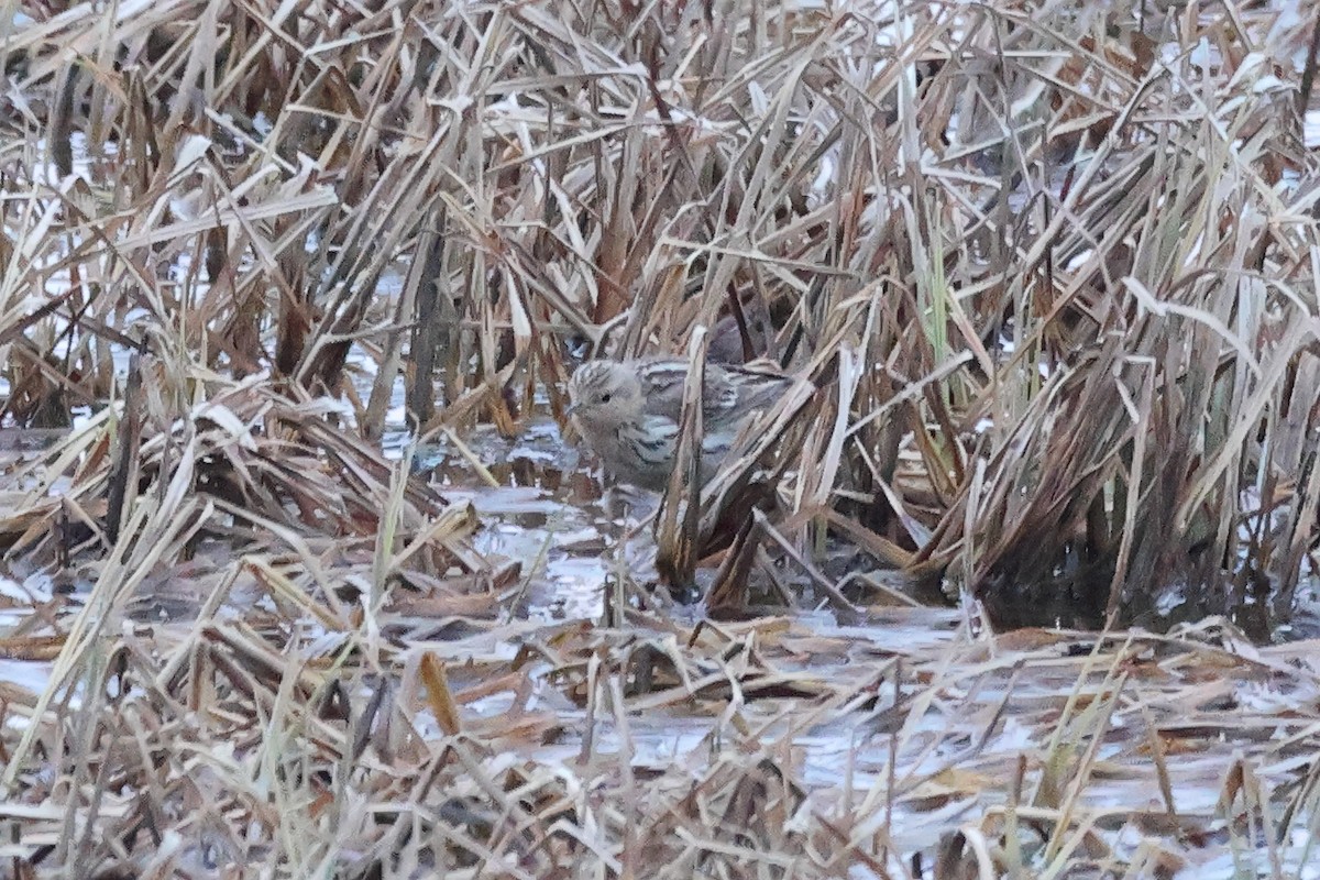 Red-throated Pipit - ML620094977