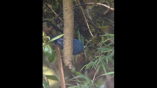 Masked Flowerpiercer - ML620094989