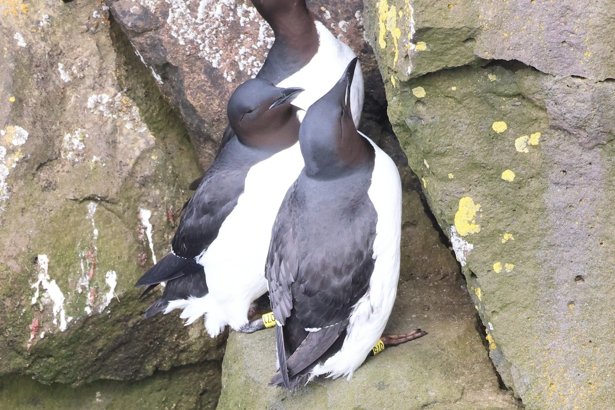 Thick-billed Murre - ML620094993