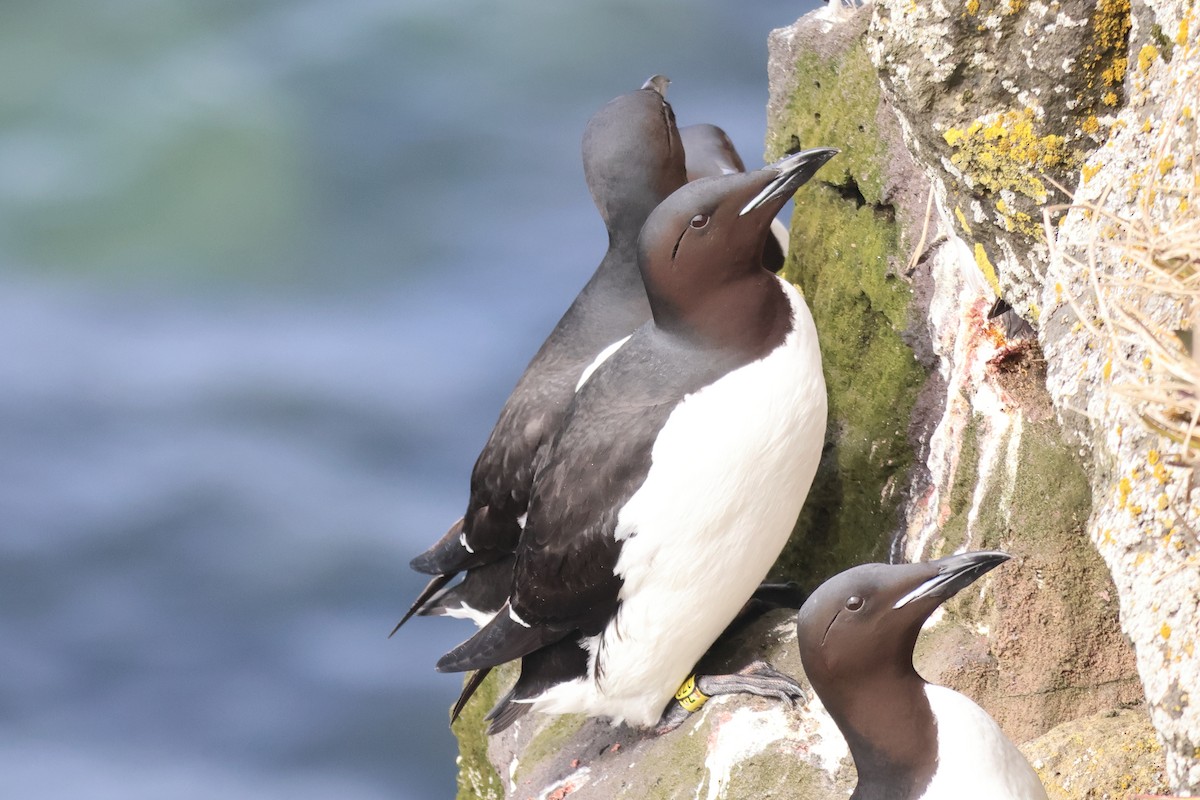 Thick-billed Murre - ML620094995