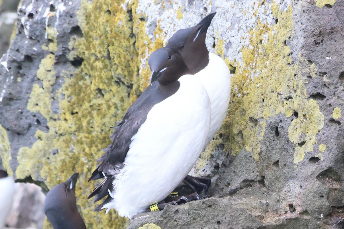 Thick-billed Murre - ML620094996