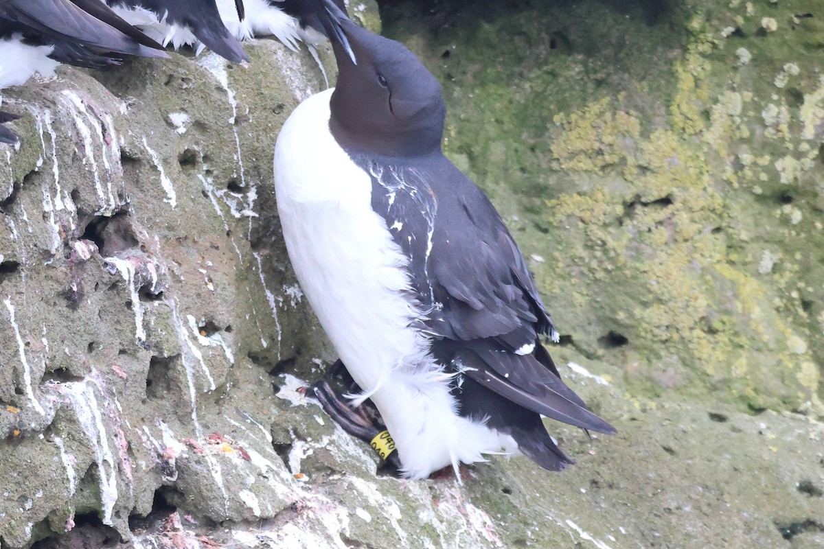 Thick-billed Murre - ML620094998