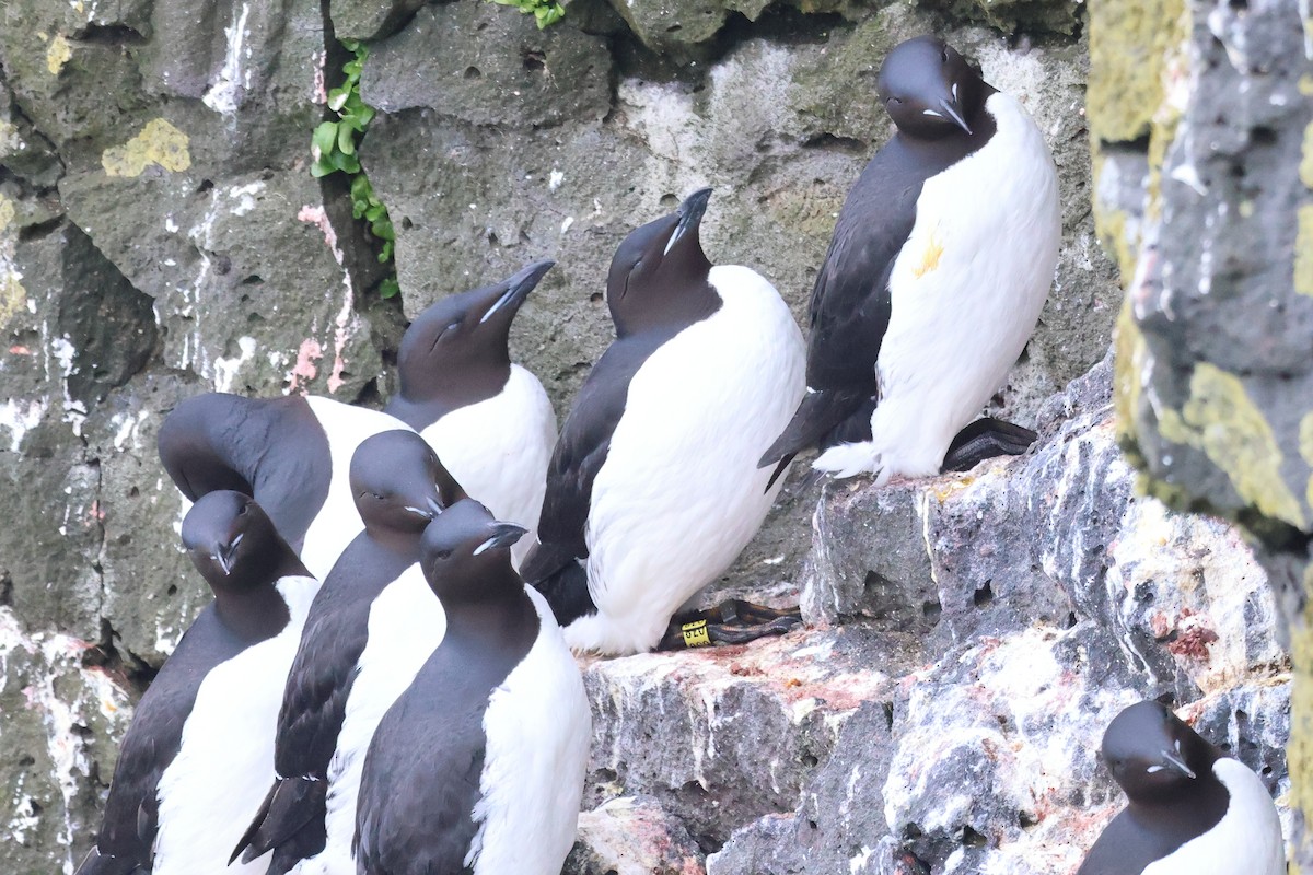 Thick-billed Murre - ML620094999