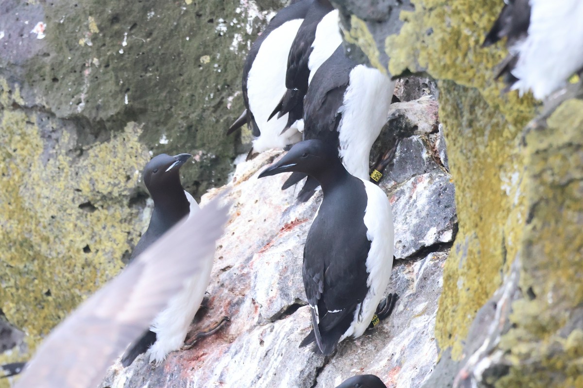 Thick-billed Murre - ML620095001