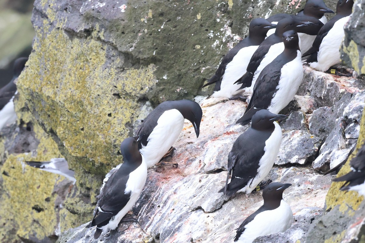 Thick-billed Murre - ML620095002