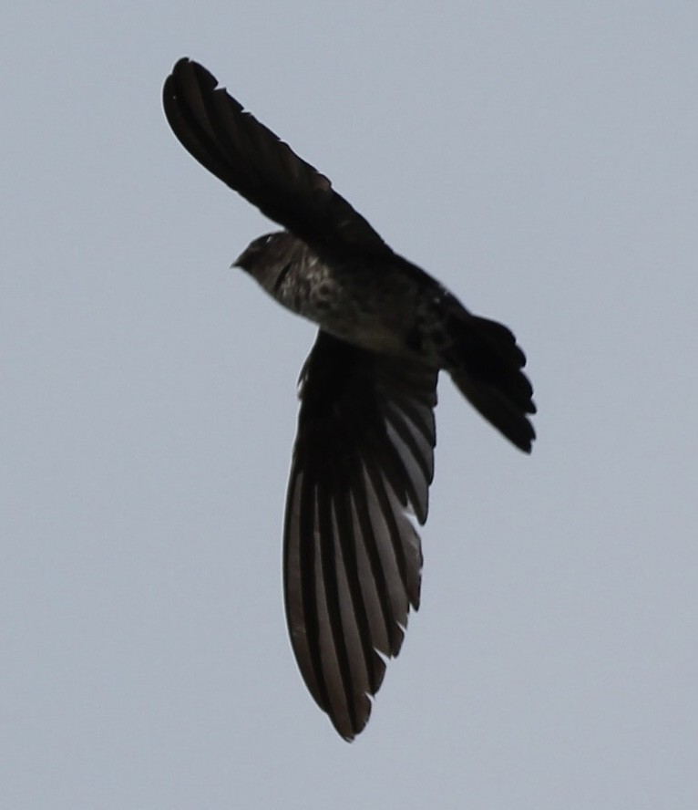 Ridgetop Swiftlet - ML620095012