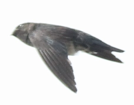 Ridgetop Swiftlet - ML620095013