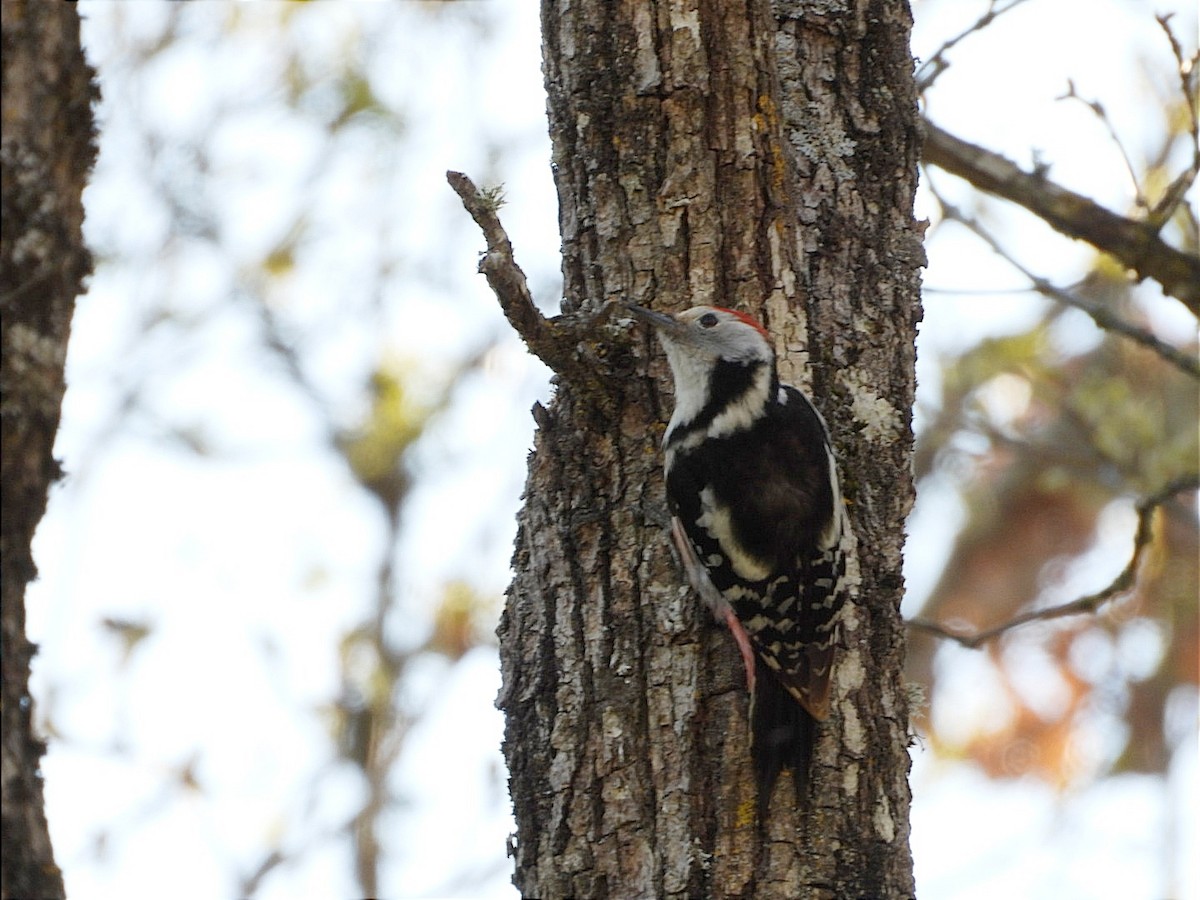Middle Spotted Woodpecker - ML620095015