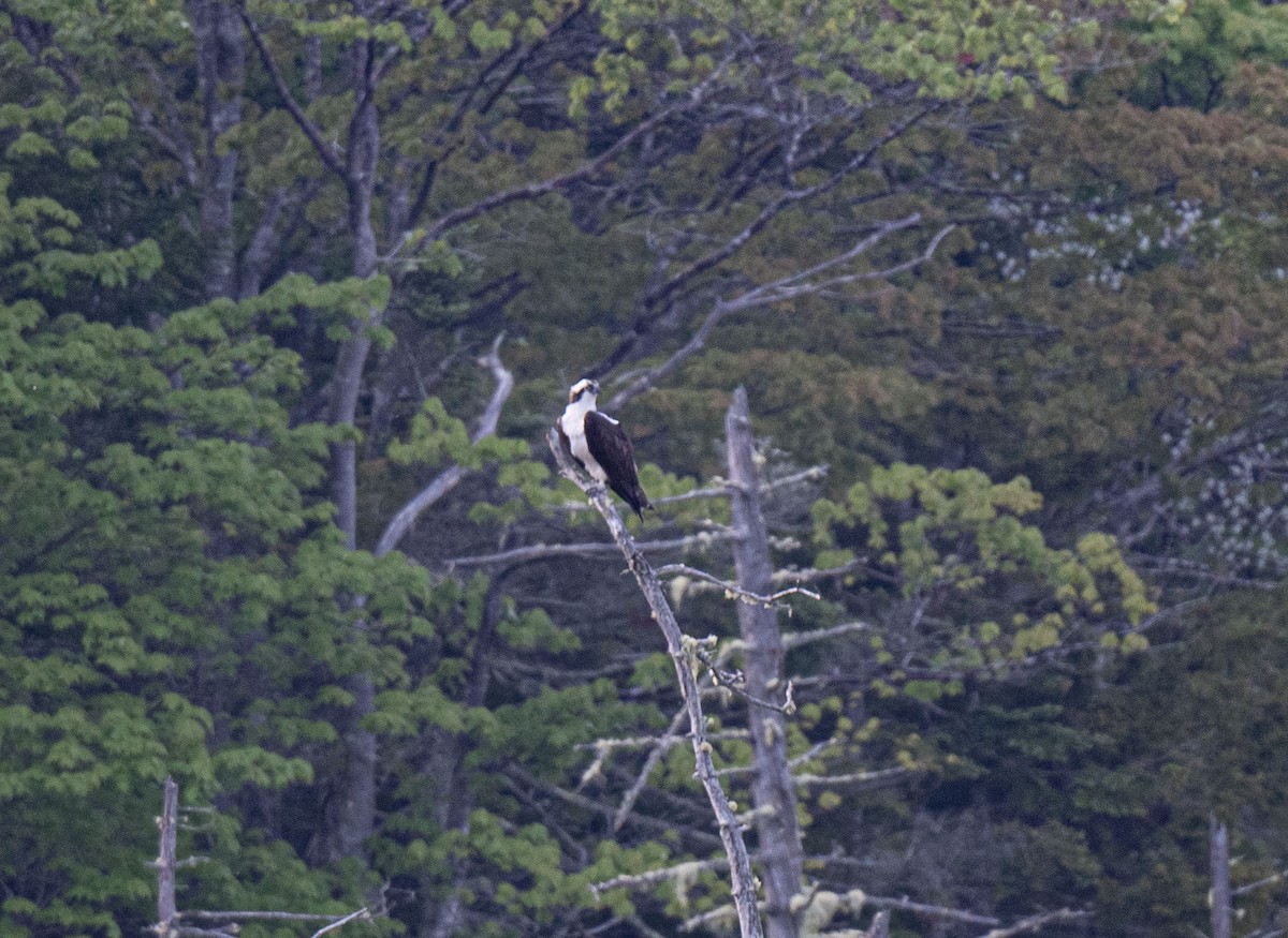 Osprey - ML620095019