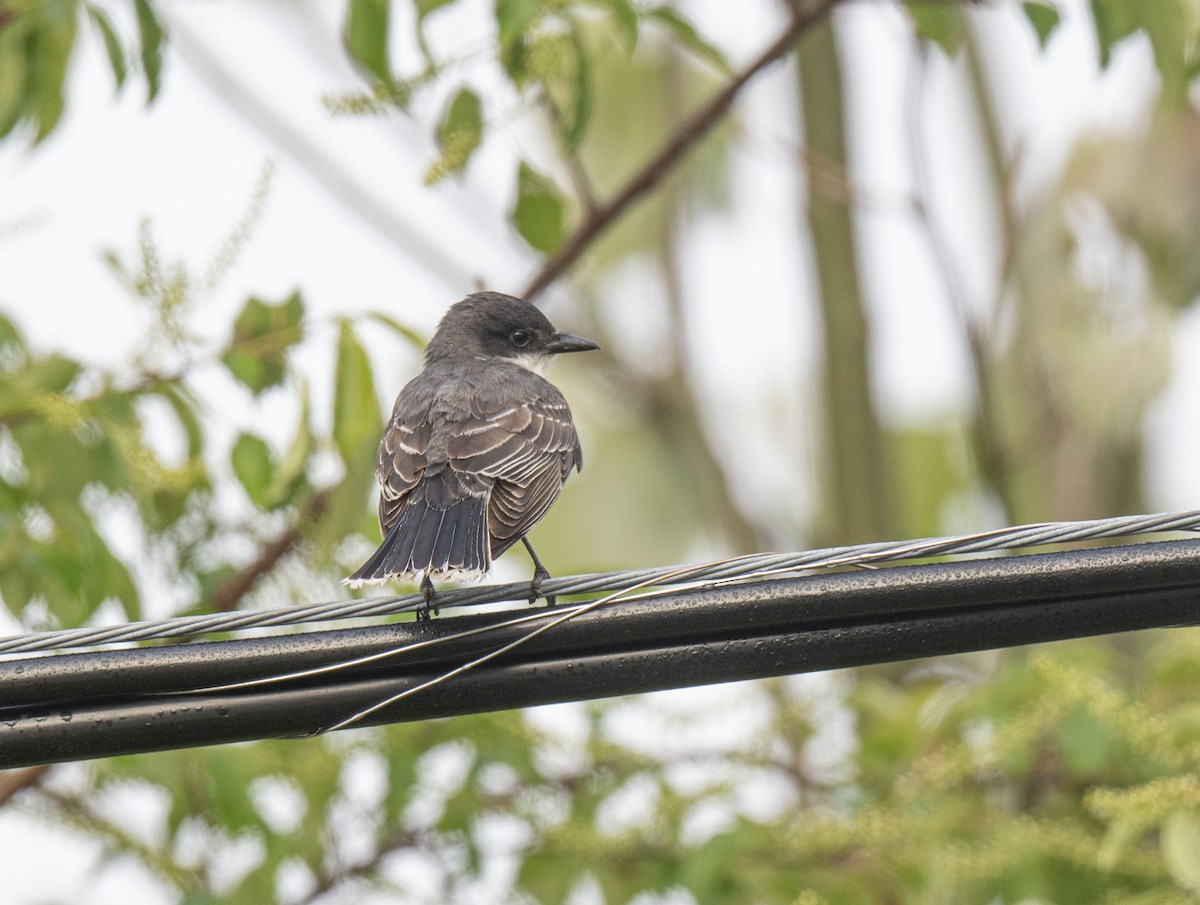 Eastern Kingbird - ML620095022