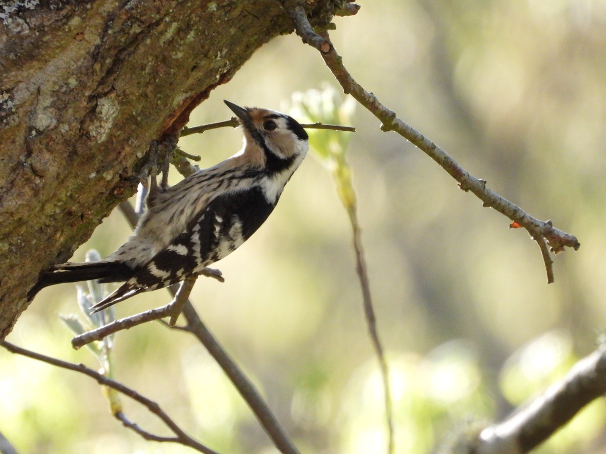 Lesser Spotted Woodpecker - ML620095026