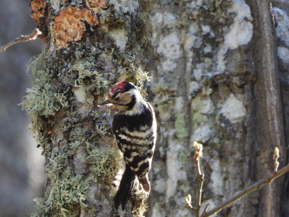 Lesser Spotted Woodpecker - ML620095027