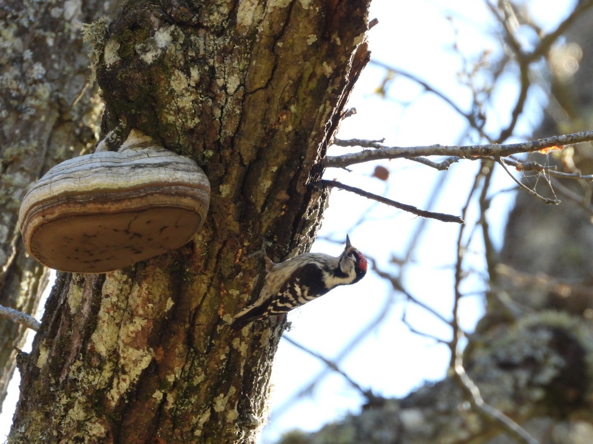 Lesser Spotted Woodpecker - ML620095028