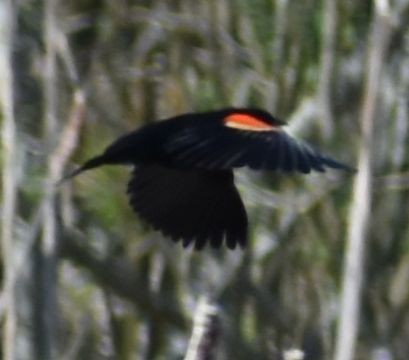 Red-winged Blackbird - ML620095029