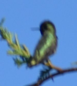 Anna's Hummingbird - ML620095040