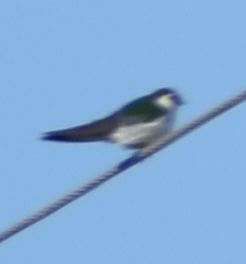 Violet-green Swallow - ML620095056
