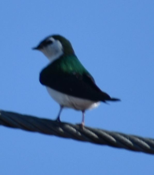 Violet-green Swallow - ML620095057