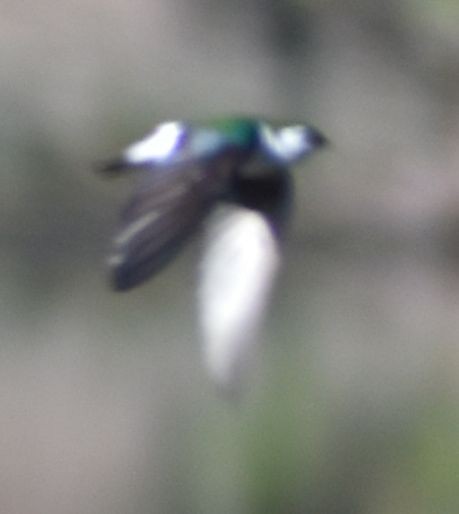 Violet-green Swallow - ML620095059