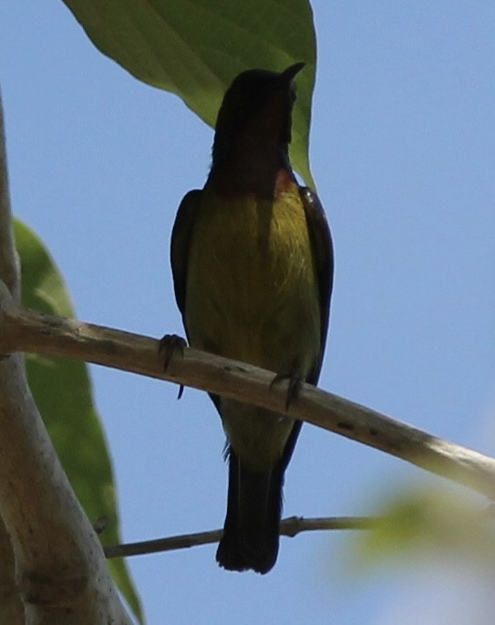 Brown-throated Sunbird - ML620095063
