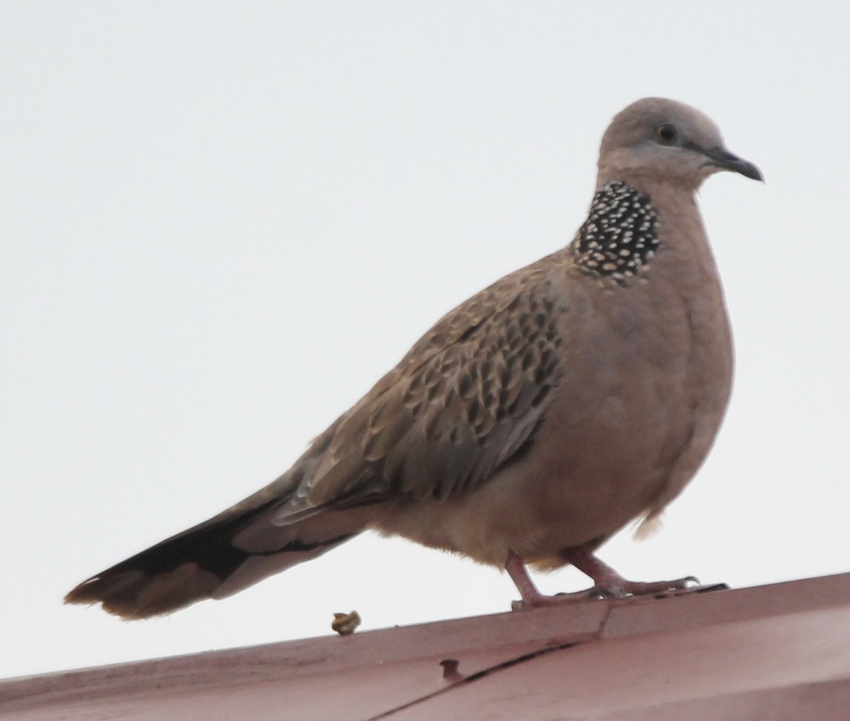 Spotted Dove - ML620095115