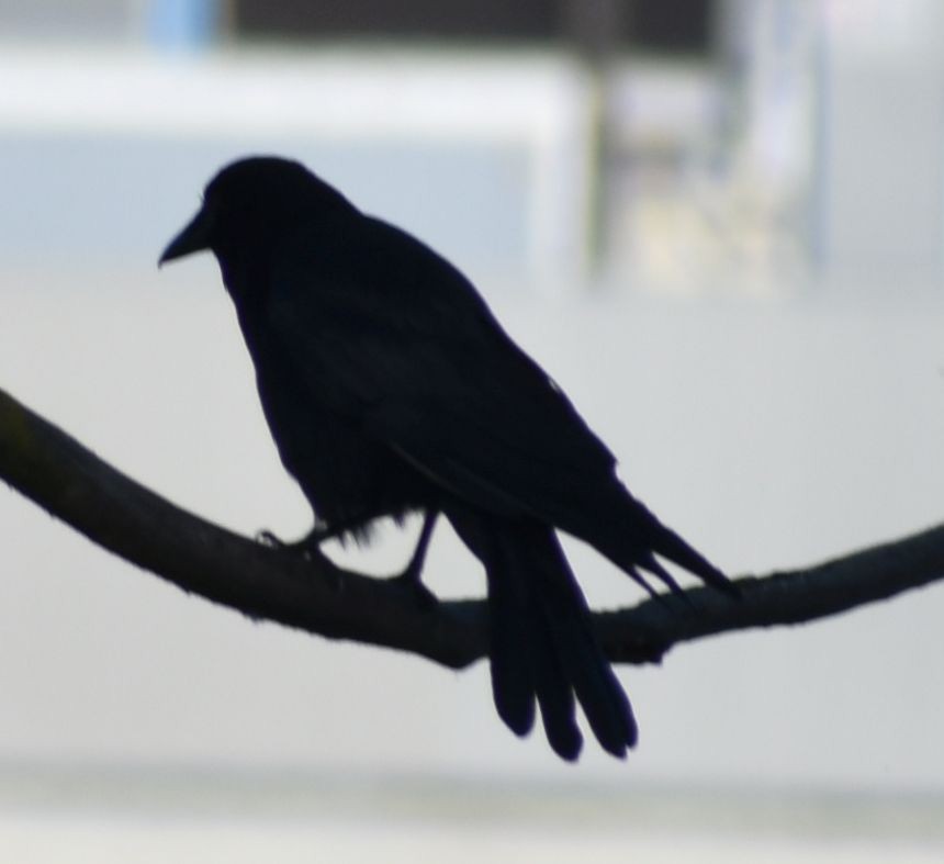 American Crow - ML620095124