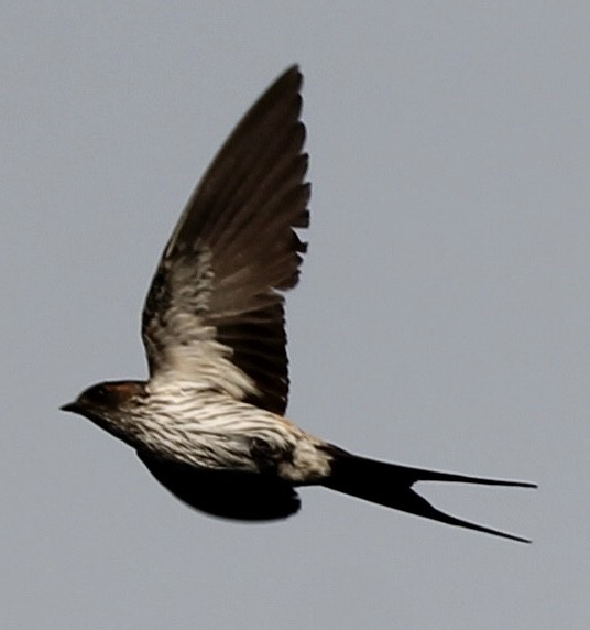 Striated Swallow - ML620095132